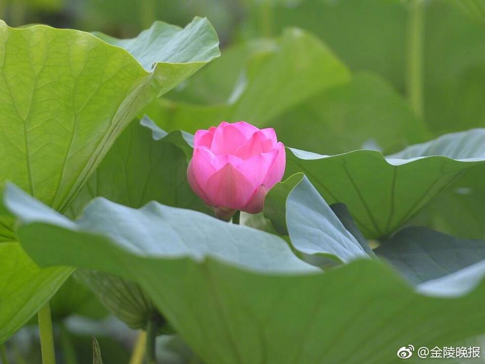 亚洲一区在线视频