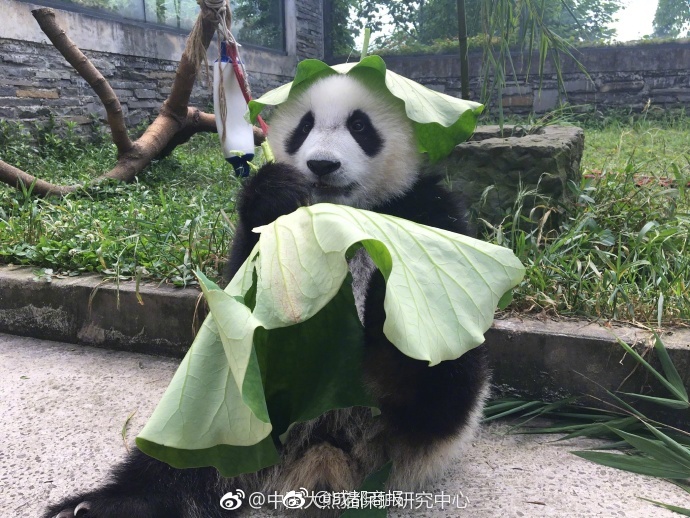国产明操逼