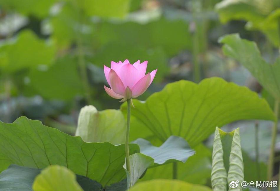 激情毛片