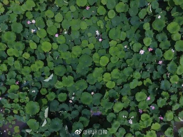试看免费黄色网站