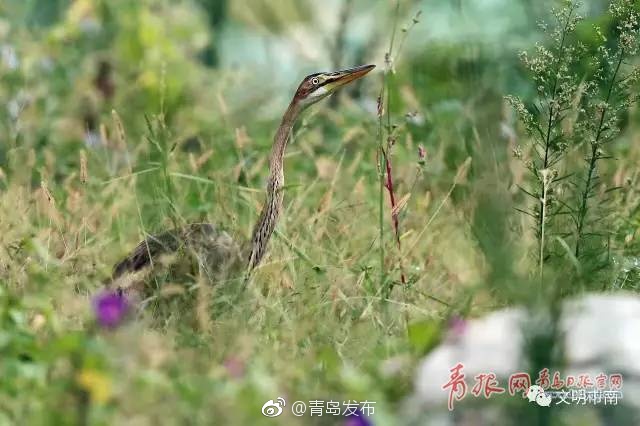 麻宮淳子