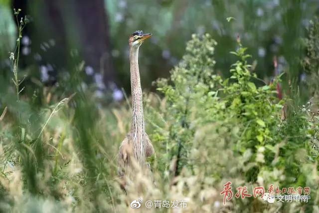 高根鞋