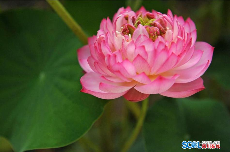 经典 成人 影片
