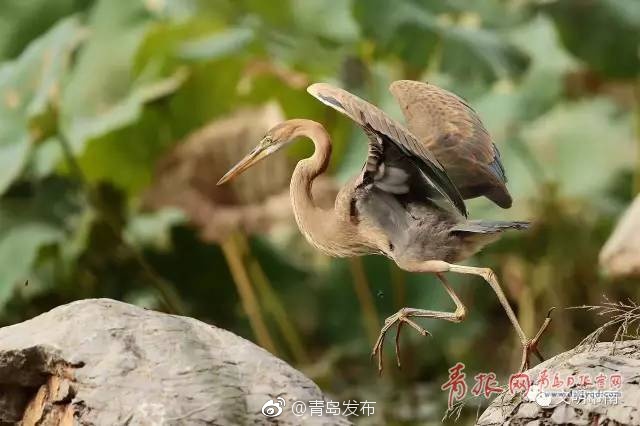 中国新嫩模肉体艺术最新消息