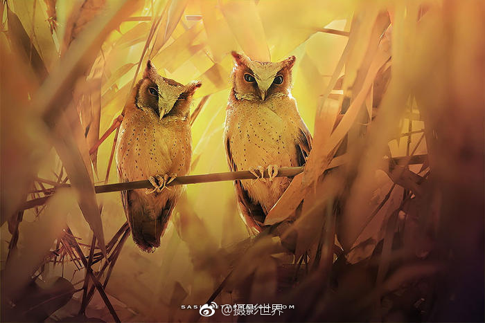 操逼app