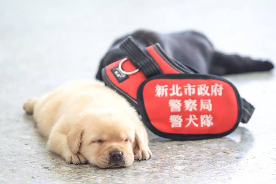 成人 色情 软件