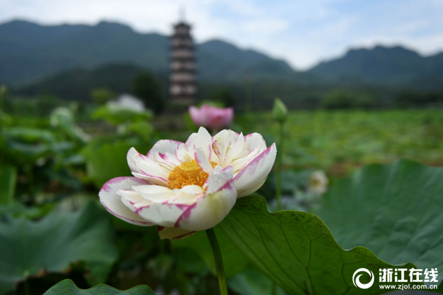 欧美三级片淫荡视频在线