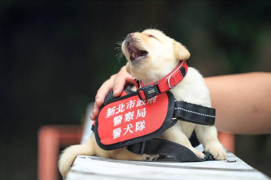 摳穴