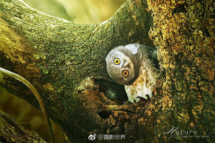 張敏