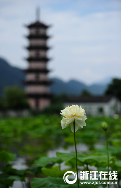 黄色视频大全 免费