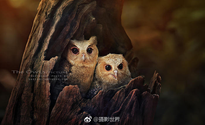 饥渴少妇性Xxxx中国Hd饥