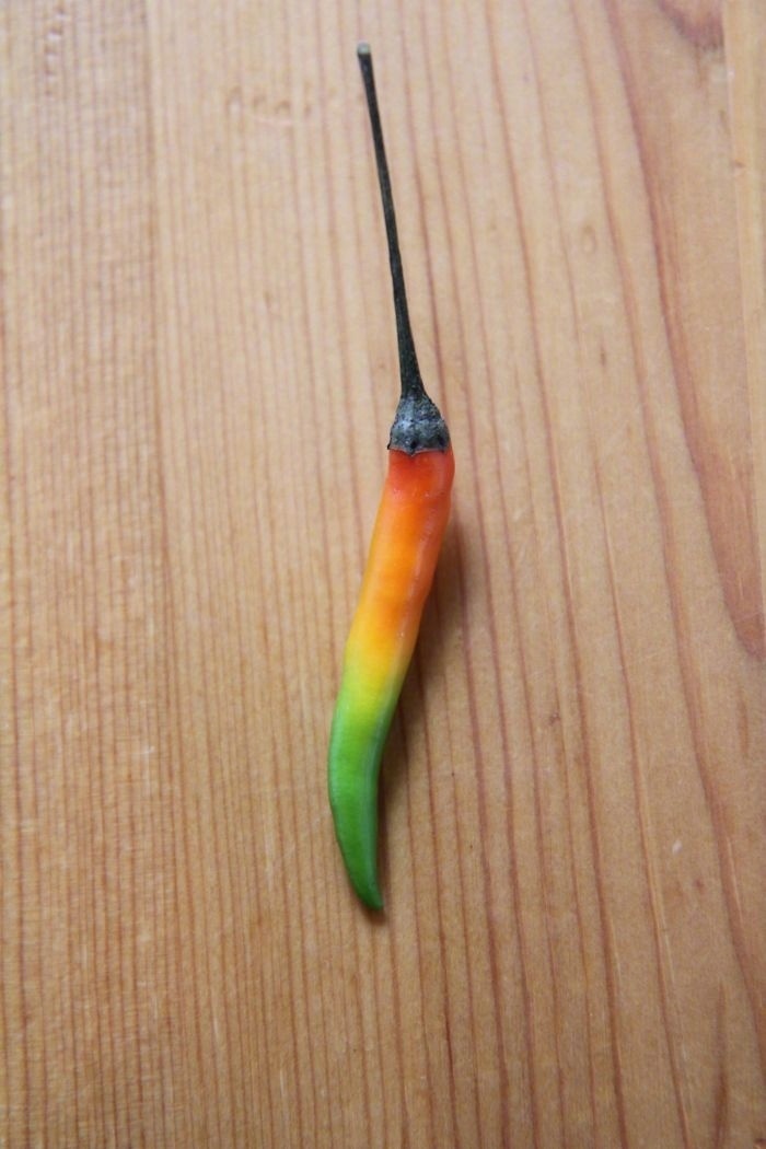 张柏芝下面毛黑黑