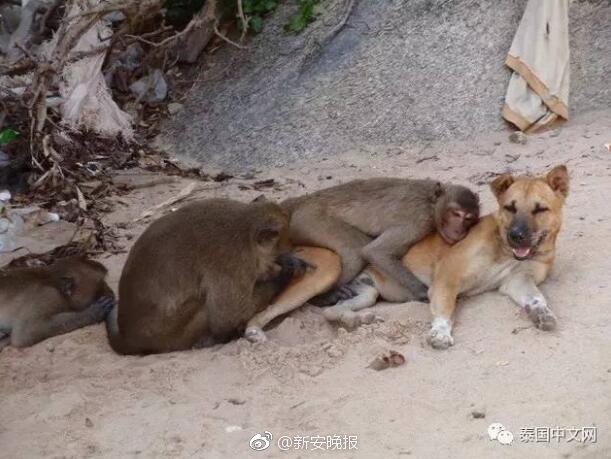 粉色视频苏晶体结构abb