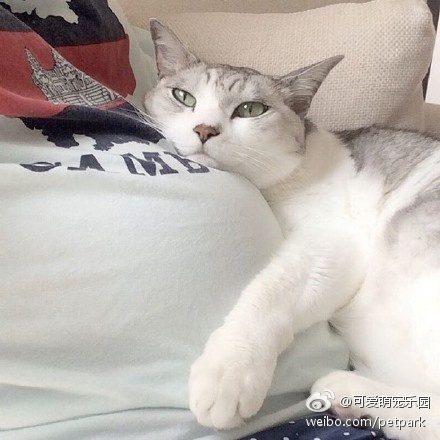 色 动漫 网站