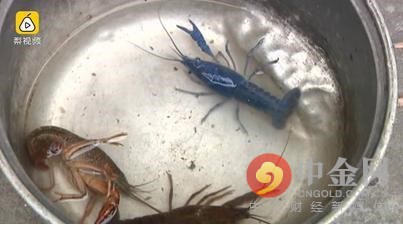 操你拉