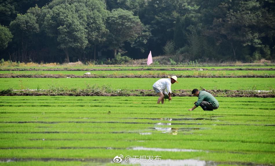 鲁大师在线观看资源