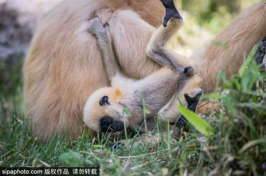 黄色网站下载入口