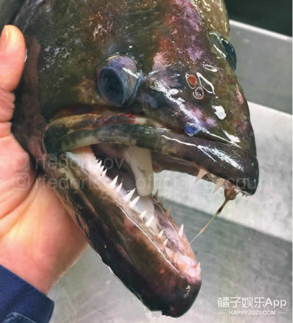 黄色三级片网站