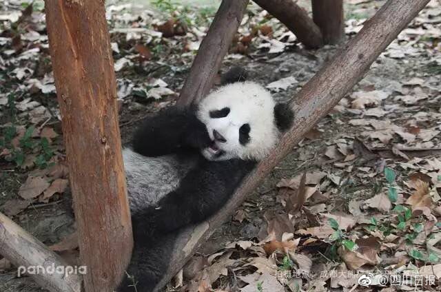 嫒乱丰满熟妇Xxxxx性