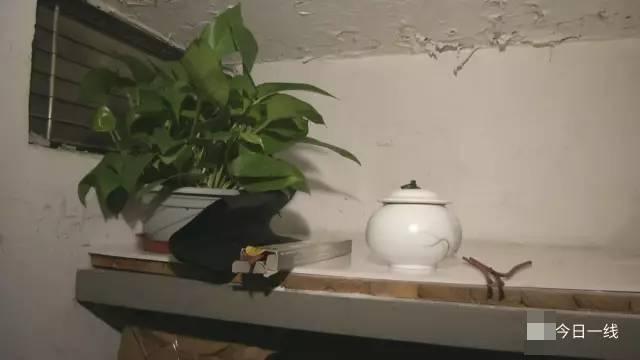 日本护士肉体裸交
