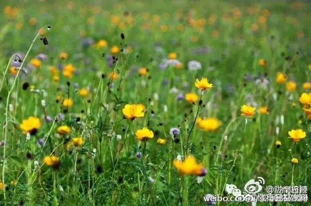约炮网红
