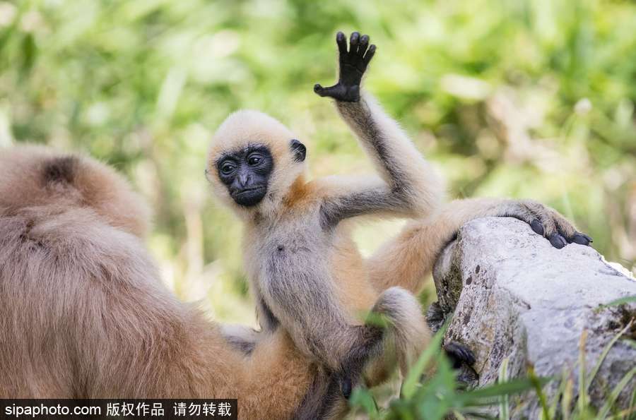 中國正妹