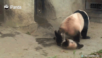 性感少妇黄片