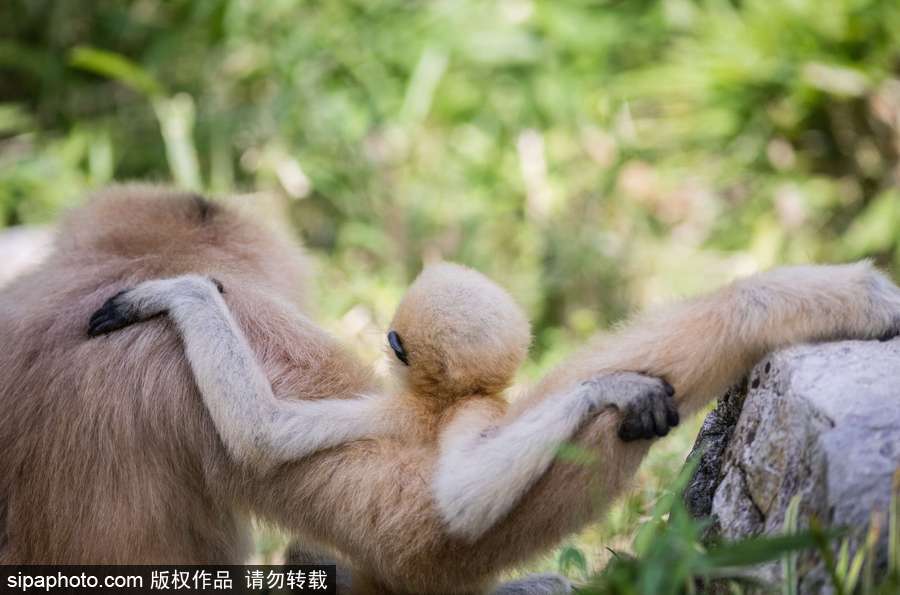 大槻響黑人