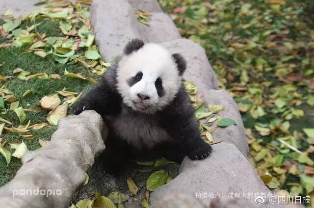 老头老头做爰XXX
