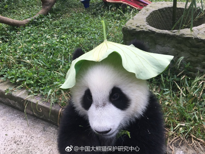 国产高清激情视频网址