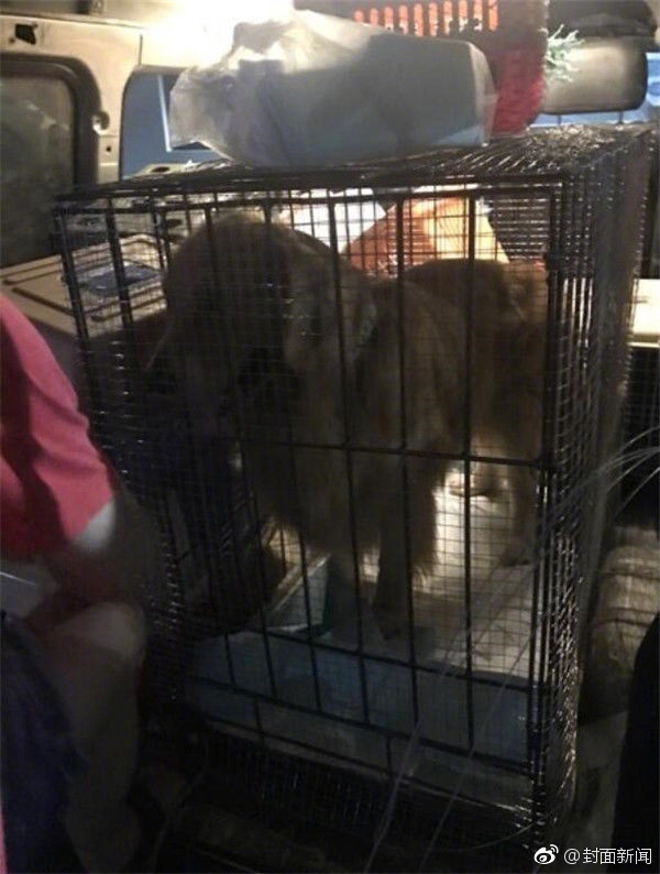 黄色性视频直播间