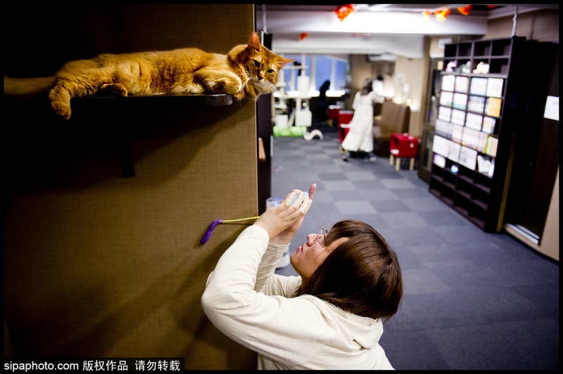 李丽珍所拍三级片