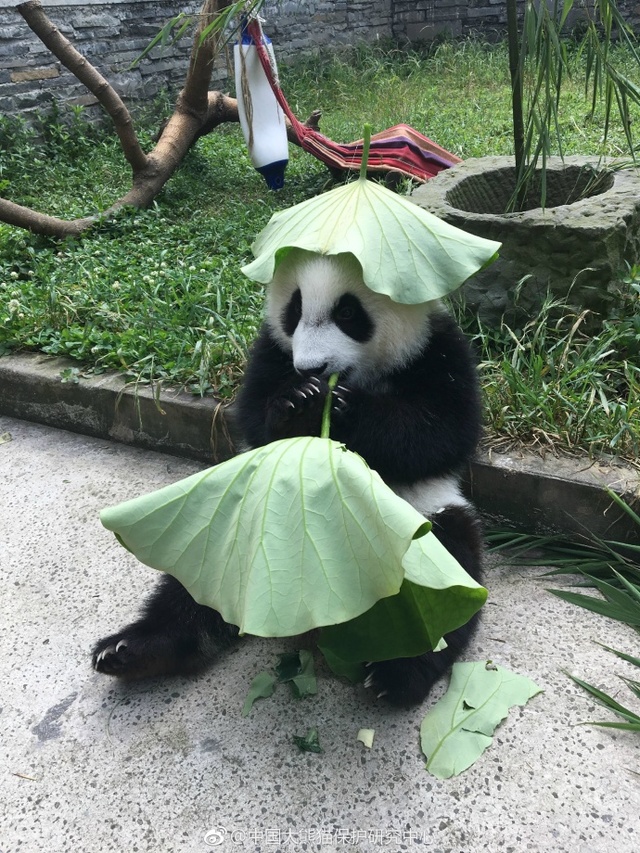中國媽媽操兒子