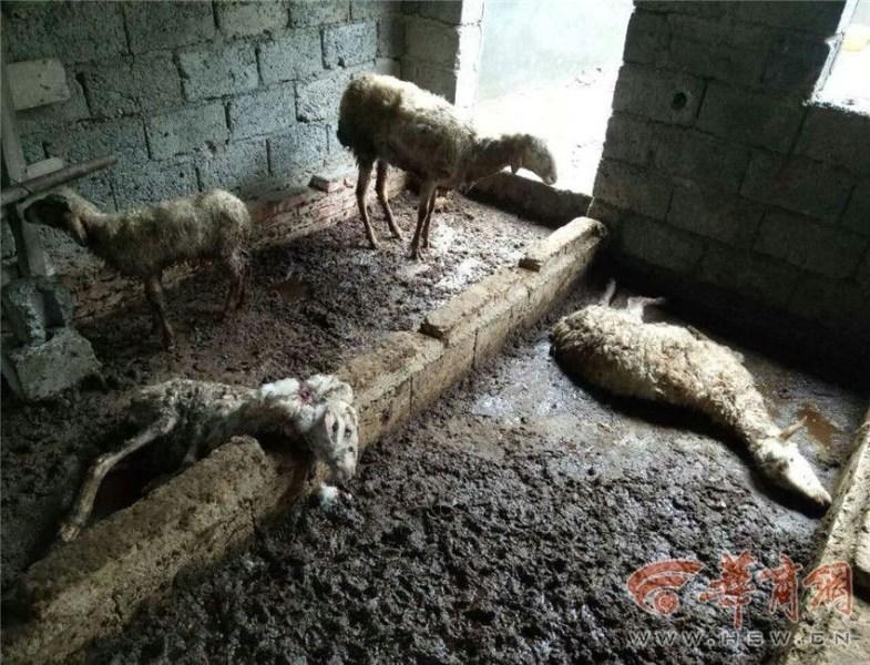 手机日韩无码小视频