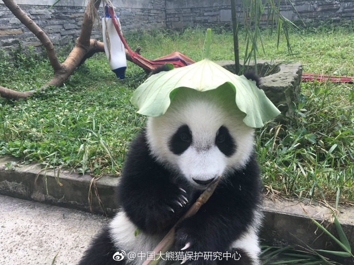 日本老女人阴道大B照片