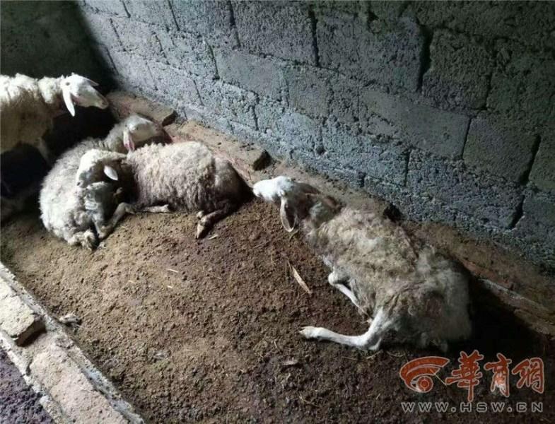 麻豆91视频