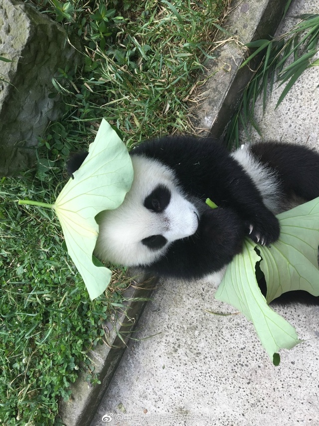 密桃成熟时一级毛片