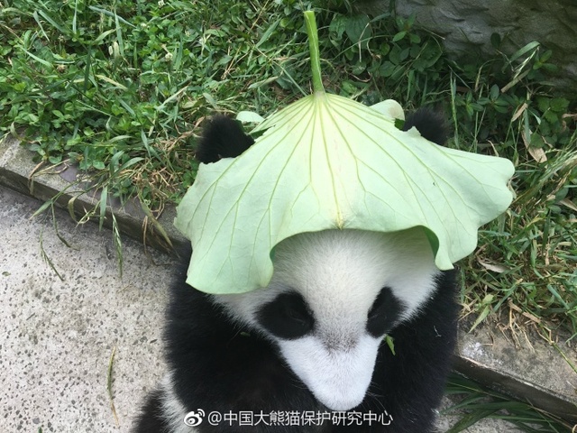 小毛片