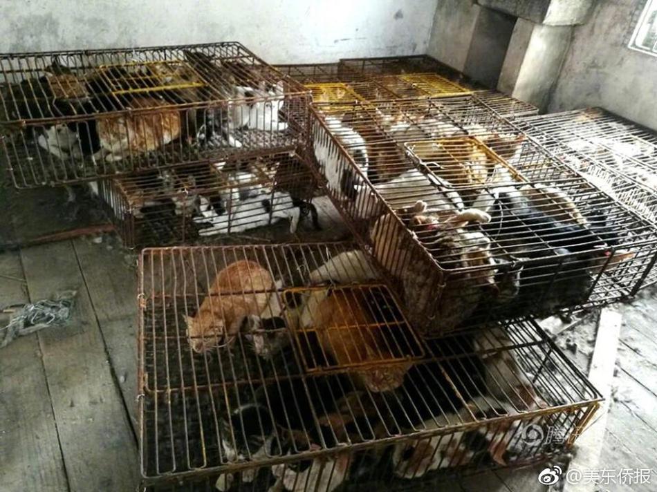 中国黄色三级片视频