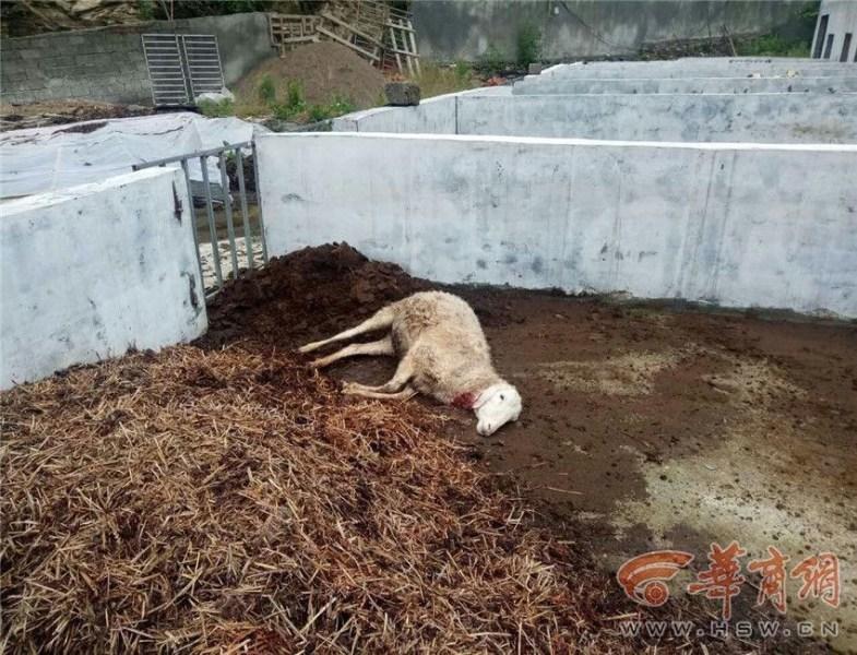 高清无码黄