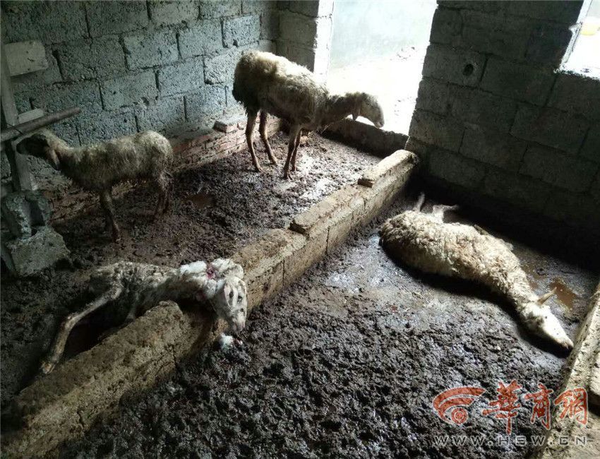 黄色视频无