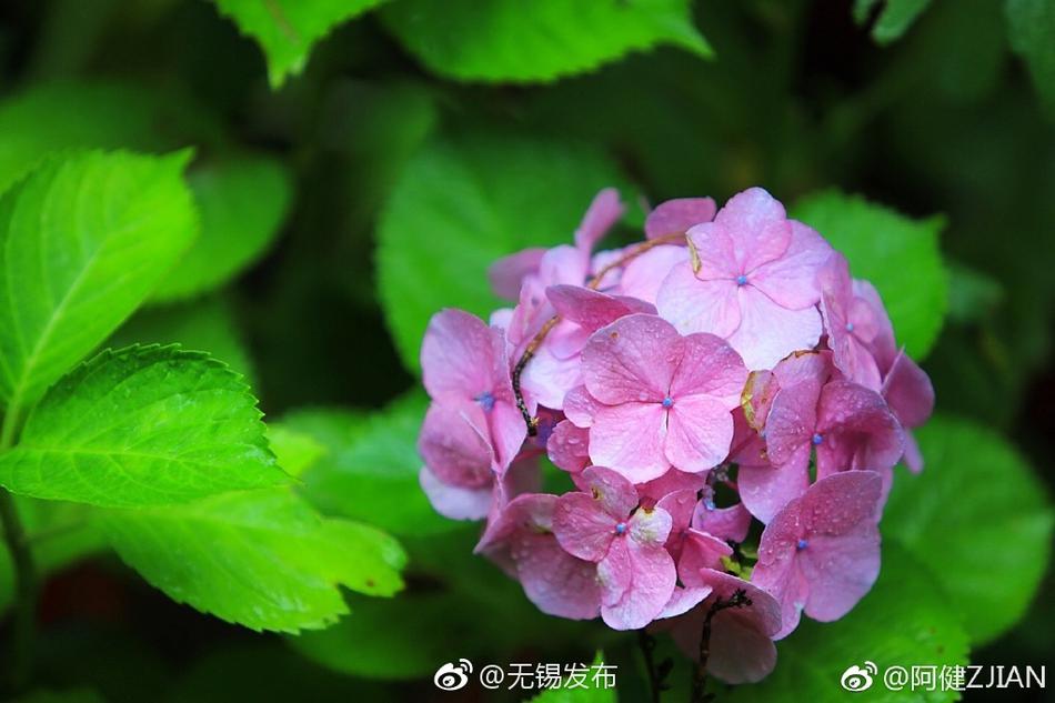 波多野结衣系列