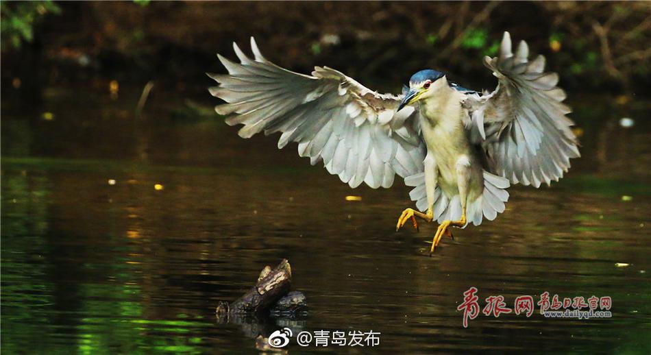 黄色视频推荐