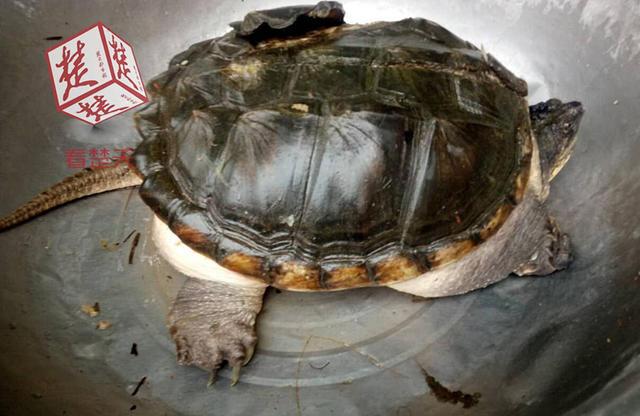 中国中年俊男一级片