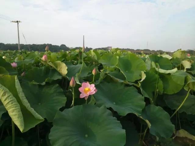 爱情岛网站