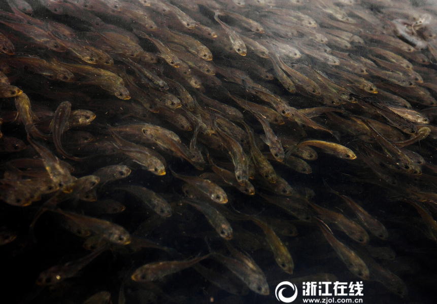 欧美日城人作爱一级片