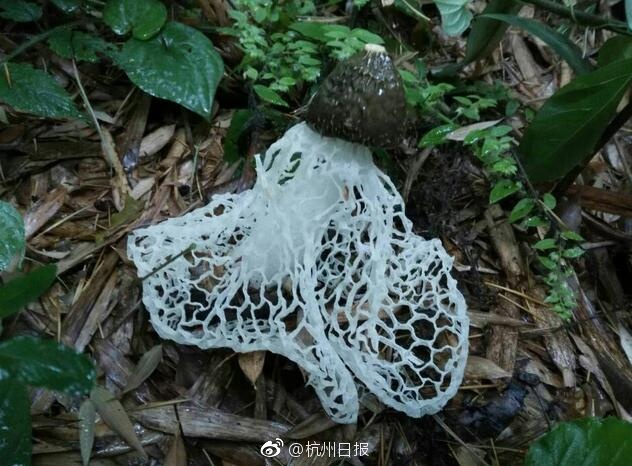 软软蜜桃臀意大利电影