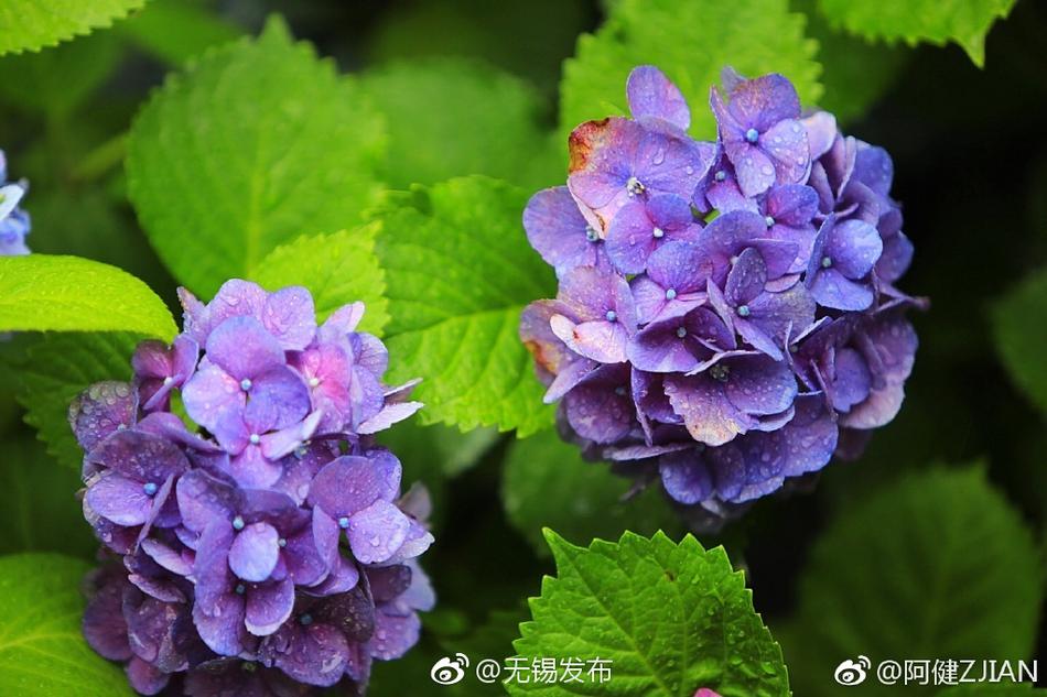 玩孕妇毛片