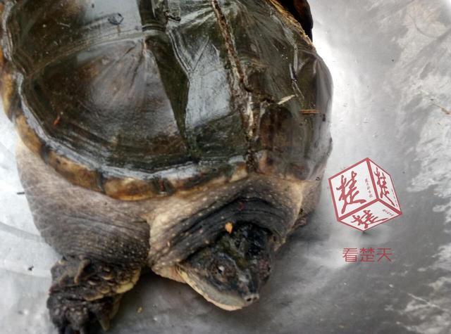欧美重口味三级片视频