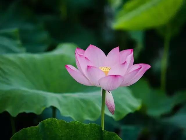 风流村妇的性Hd